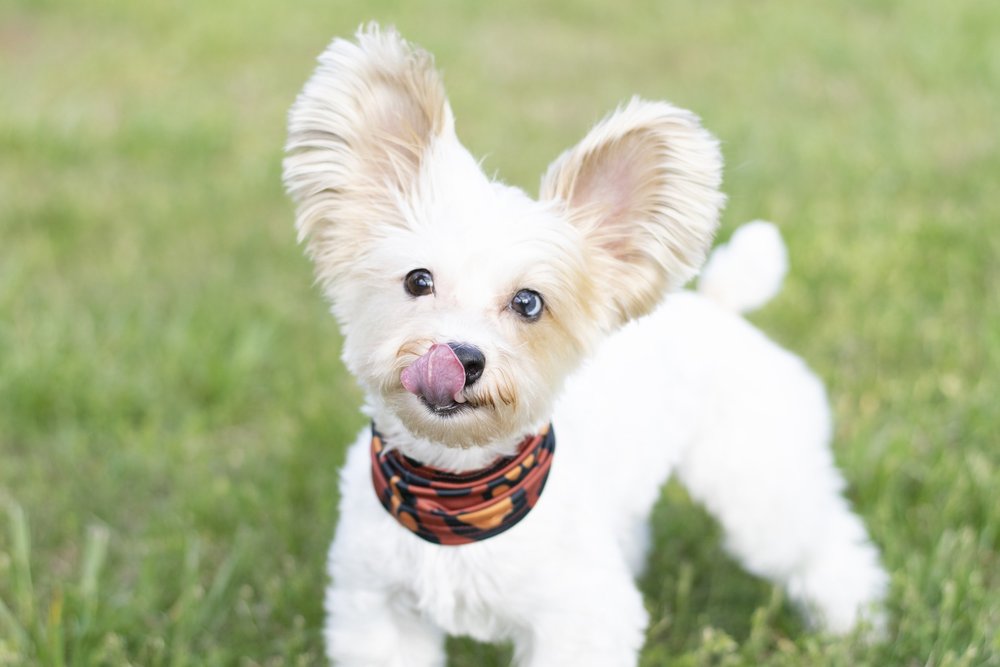 A small white dog with big feathered ears and a patterned bandana, licking its nose on the grass