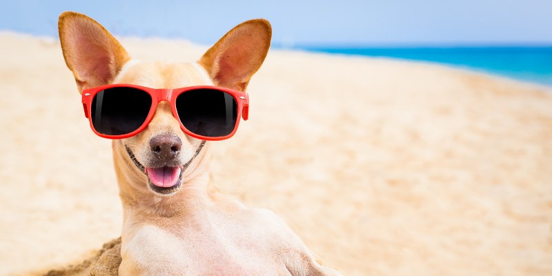 A dog wearing red sunglasses on a sandy beach with the ocean in the background