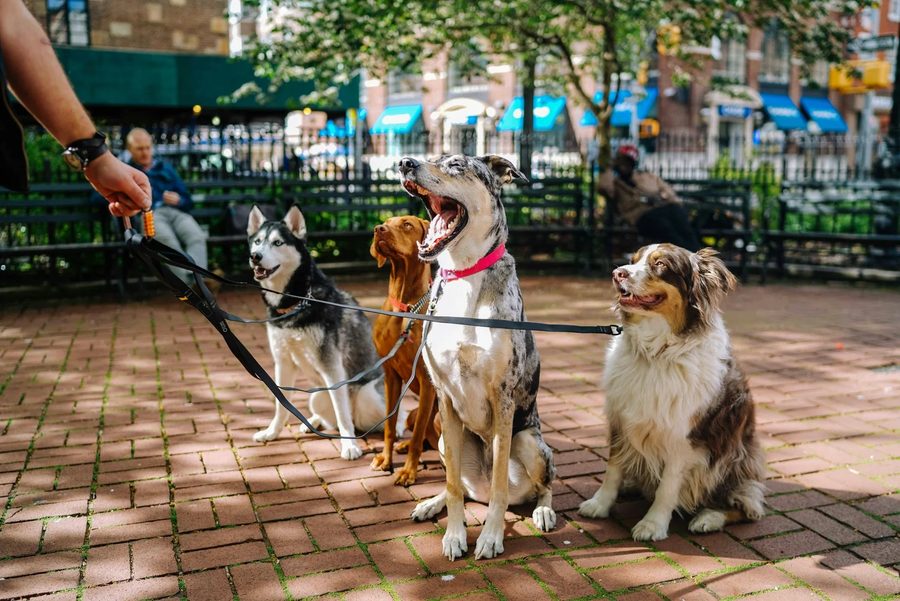 Four dogs on leashes sitting together on a brick plaza