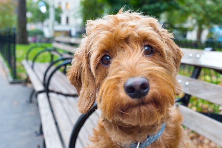 A curly red doodle sitting on a park bench